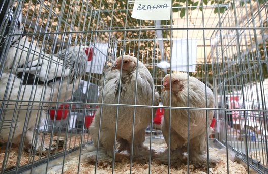 بالصور.. واصبح للدجاج ملكة جمال!